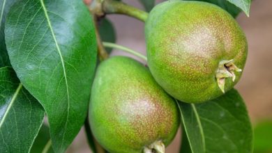 පෙයාර්ස් ආහාරයට ගැනීමේදී වැලි ස්වභාවයක් හැපෙන්නේ ඇයි කියලා දන්නවාද?