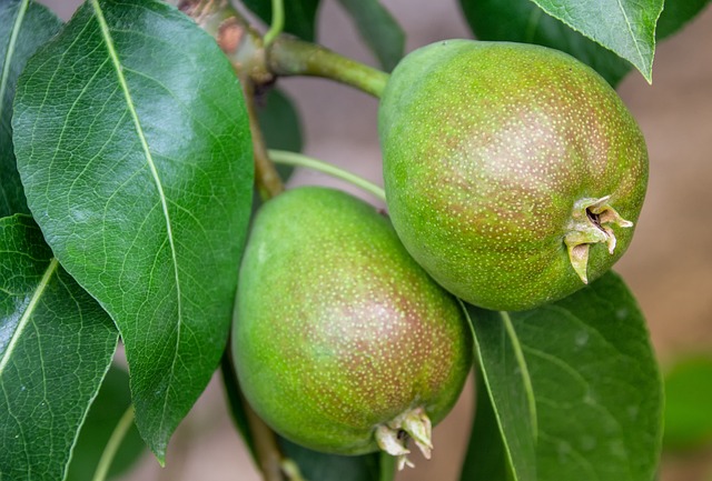 පෙයාර්ස් ආහාරයට ගැනීමේදී වැලි ස්වභාවයක් හැපෙන්නේ ඇයි කියලා දන්නවාද? පෙයාර්ස් ආහාරයට ගැනීමේදී වැලි ස්වභාවයක් හැපෙන්නේ ඇයි කියලා දන්නවාද?