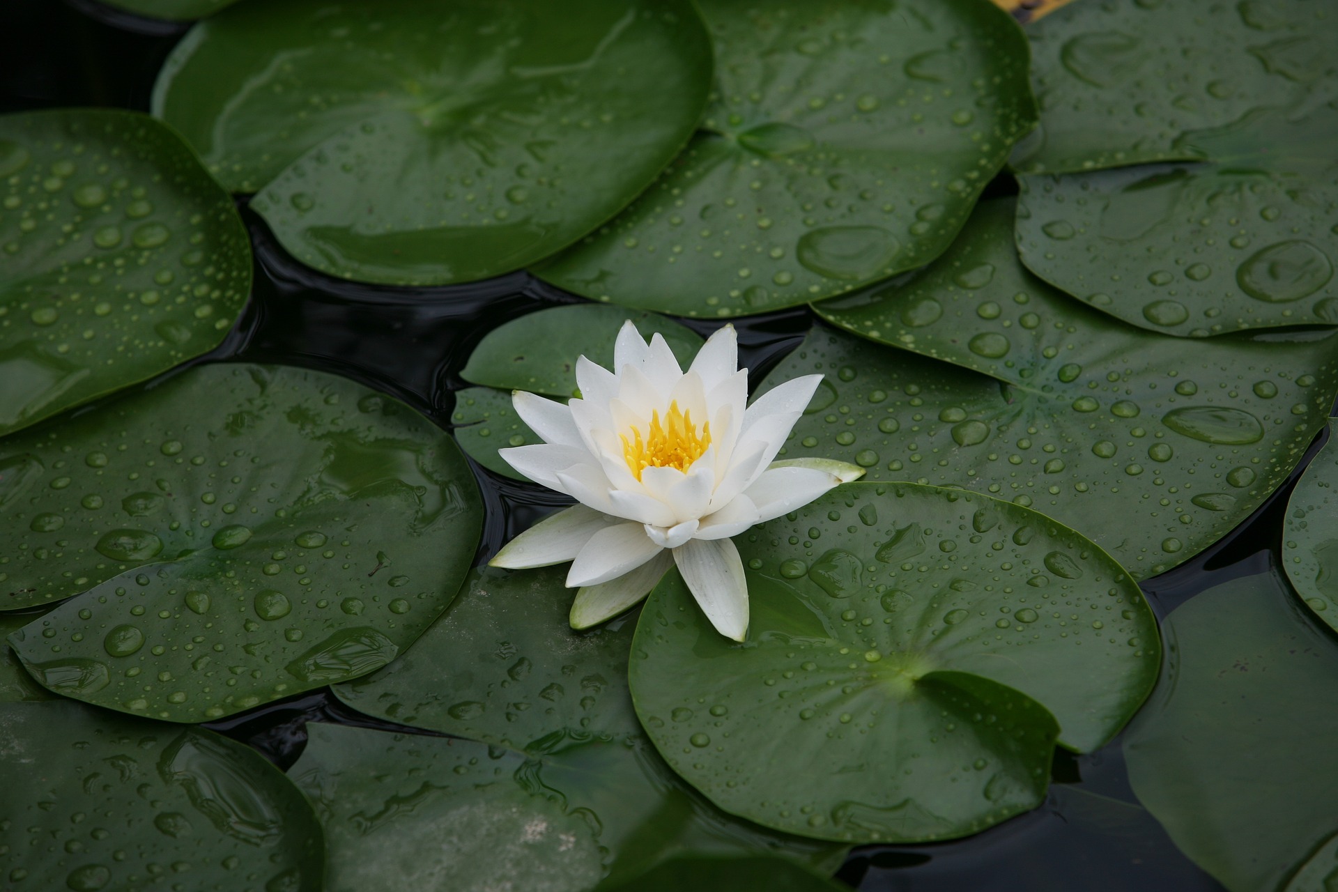 මකුළු දැලක   අපූර්ව හැකියාවන්