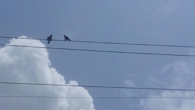 සමහර සතුන් විදුලි රැහැන් මඟහරිමින් ගමන් කරන බව ඔබ දැක තිබෙනවාද ?
