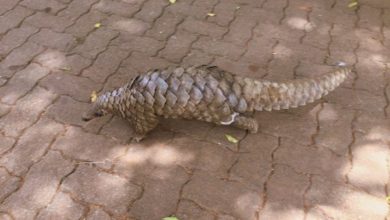 ඔබ දන්නවාද යම් කිසි තීරණයක් ගැනීමට ඡන්දයක් තැබීම මිනිසුන්ට පමනක් සීමා වූවක් නොවන බව?