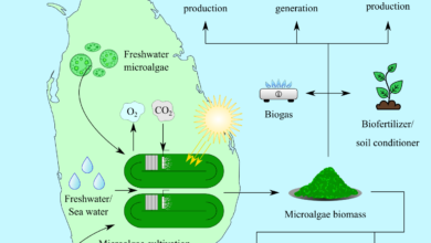 Microalgae for a Sustainable Bio-based Economy in Sri Lanka
