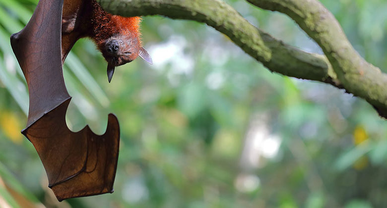 Stop the next pandemic? Stop illegal wildlife trade!