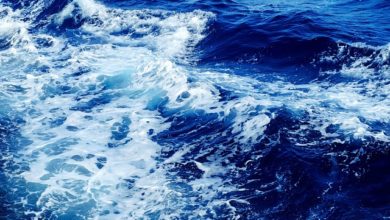 Earth’s Oxygen is Produced by the Ocean