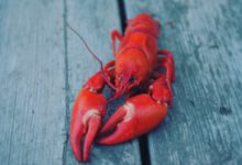 Did you Know a Lobster’s Blood is Colourless but it Turns Blue When Exposed to Oxygen?