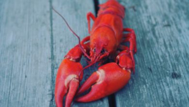 Did you Know a Lobster’s Blood is Colourless but it Turns Blue When Exposed to Oxygen?