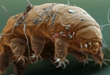 Tardigrades – The Toughest Animals on The Planet