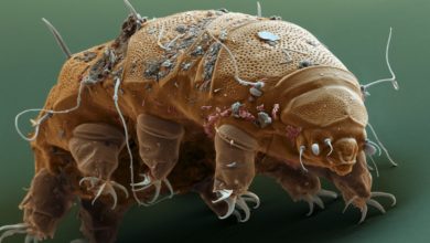 Tardigrades – The Toughest Animals on The Planet