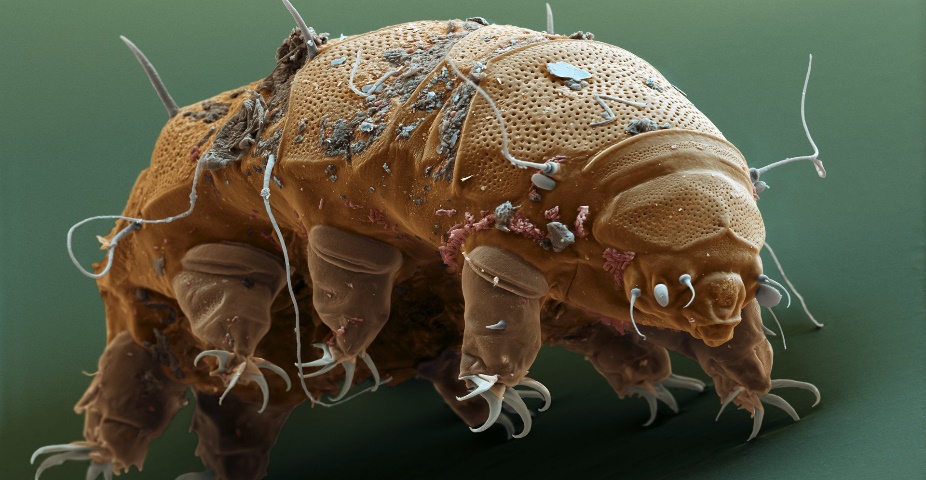 Tardigrades – The Toughest Animals on The Planet