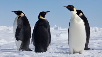After all penguins are birds, but why can’t they fly?