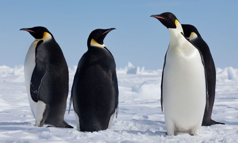 After all penguins are birds, but why can’t they fly?