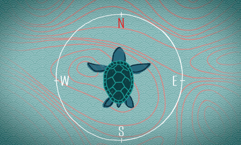 Do you know that birds, bees, whales, and turtles all use the earth’s magnetic field to guide their behavior?
