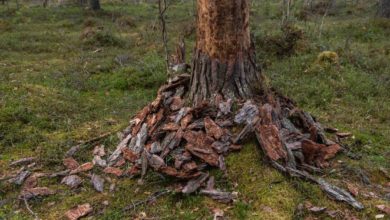 Will a tree die if the bark is removed?