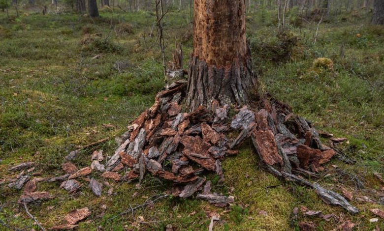 Will a tree die if the bark is removed?