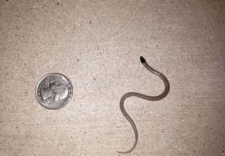 Have you ever heard of the world’s smallest snake?
