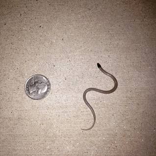 Have you ever heard of the world’s smallest snake?