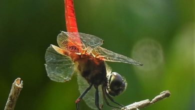 Did you know that dragonfly wings kill bacteria on contact by ripping apart their cell membranes with sharp nanopillars?
