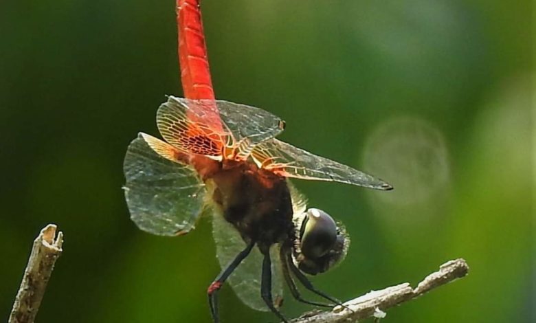 Did you know that dragonfly wings kill bacteria on contact by ripping apart their cell membranes with sharp nanopillars?