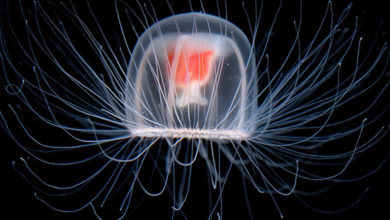 Do you know that scientists have discovered a jellyfish that can live forever?