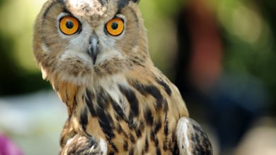 Do you know that you really can see an owl’s eye through its ears?