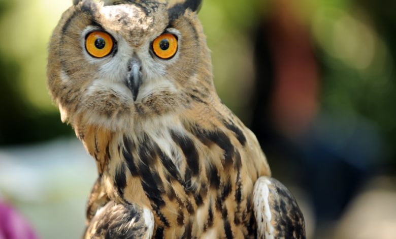Do you know that you really can see an owl’s eye through its ears? Do you know that you really can see an owl’s eye through its ears?