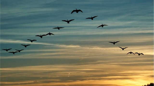 You may have seen birds fly as a group. Do you know why they fly in a “V” formation? You may have seen birds fly as a group. Do you know why they fly in a “V” formation?