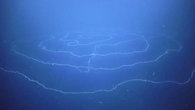 Do you know about the longest animal on earth?