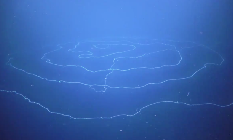 Do you know about the longest animal on earth? Do you know about the longest animal on earth?