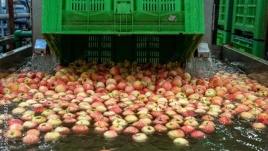 Have you ever tried putting an apple in water?