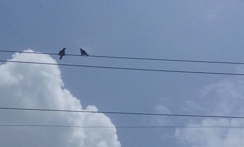 Do You know that some animals can avoid power lines? Do You know that some animals can avoid power lines?