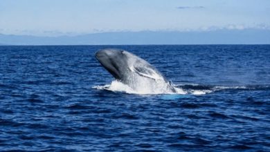 Do you know that the blue whales are the largest animals ever known to have lived on Earth?