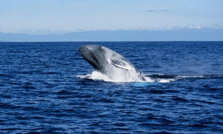 Do you know that the blue whales are the largest animals ever known to have lived on Earth?