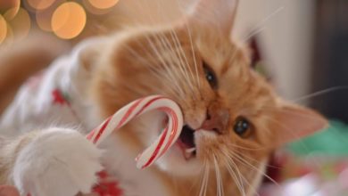 Do You know that cats cannot taste sweet?