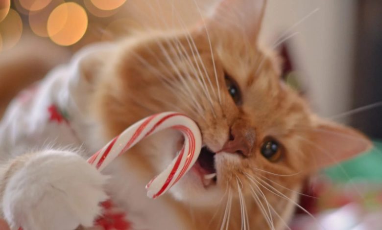 Do You know that cats cannot taste sweet?
