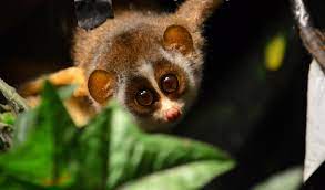 Can you remember those beautiful eyes of loris?