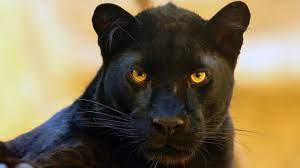 Do You Know Why Black Panthers are Black?
