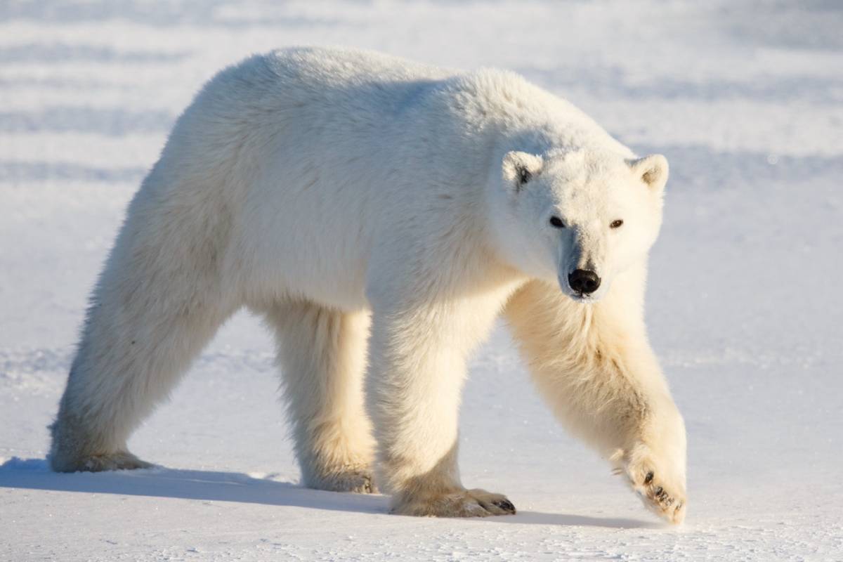 Did you know that polar bear’s skin isn’t white? Did you know that polar bear’s skin isn’t white?