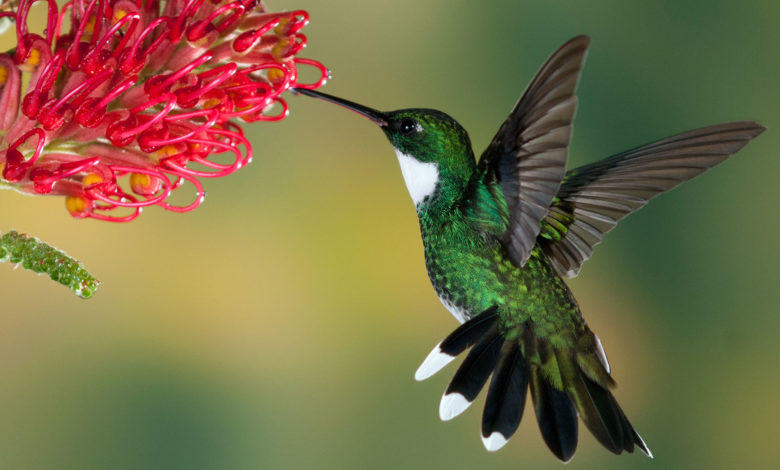Have you heard of the smallest bird in the world? Have you heard of the smallest bird in the world?