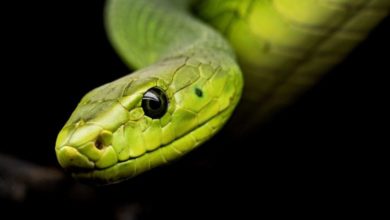 Snake Antivenom  (AV)