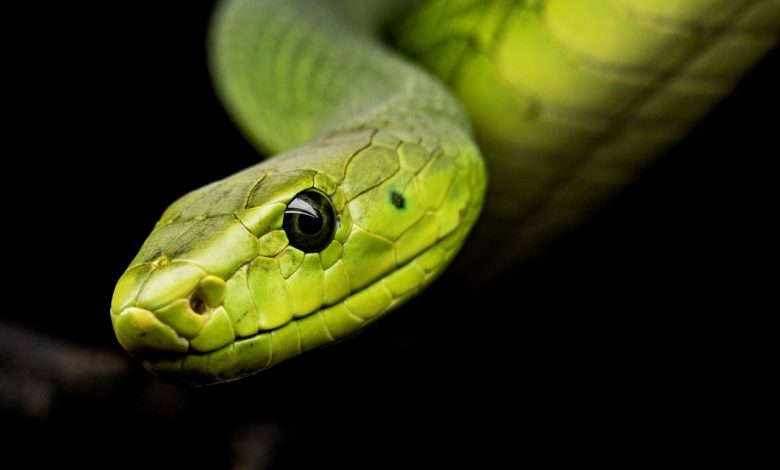 Snake Antivenom (AV) Snake Antivenom (AV)