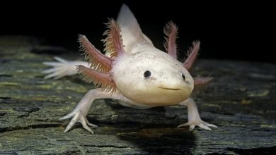 Would you like to know about an animal who might have the world’s cutest smile? Have you heard of Axolotls?