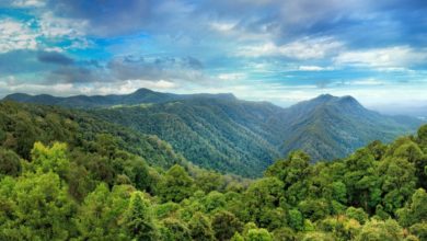 Restoration of Degraded Lands through Assisted Natural Regeneration
