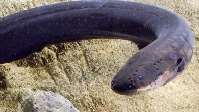 Have you heard of electric eels?