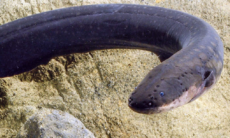 Have you heard of electric eels?