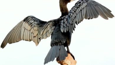 Do you know why vultures do not get food poisoning?