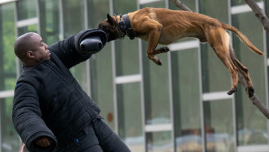 Have you thought how do these dogs find explosives?