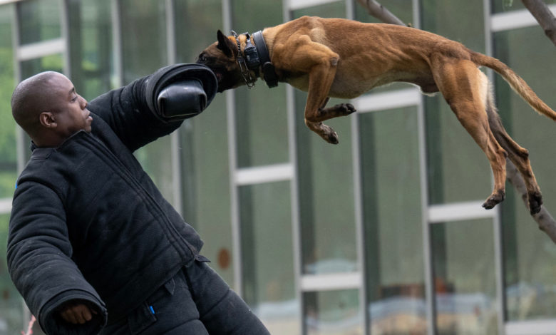 Have you thought how do these dogs find explosives?