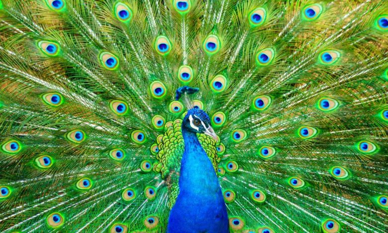 But did you know that the color of the pigment in the peacock wings is brown in color? But did you know that the color of the pigment in the peacock wings is brown in color?