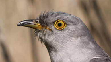 Do you know that even birds have a built-in goggle?