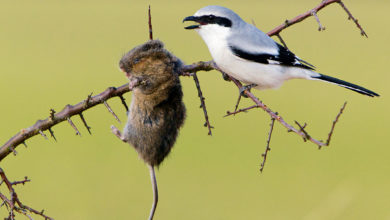 Have you seen gray shrike bird ?